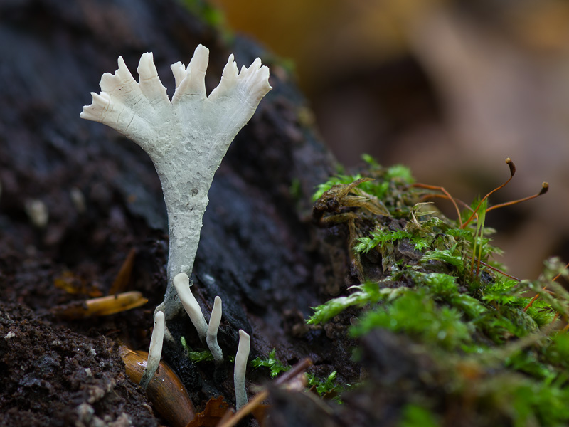 Xylaria hypoxylon